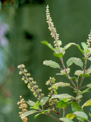 Worshp Tulsi